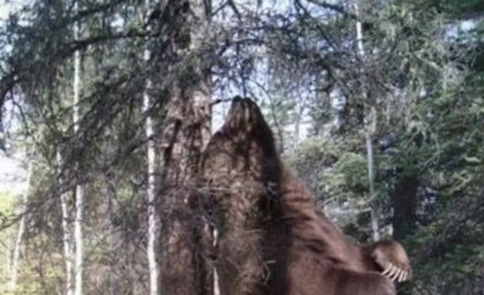 UPDATE: Amazing Bear Photo Turns Out to Be Not New – and Not in Idaho