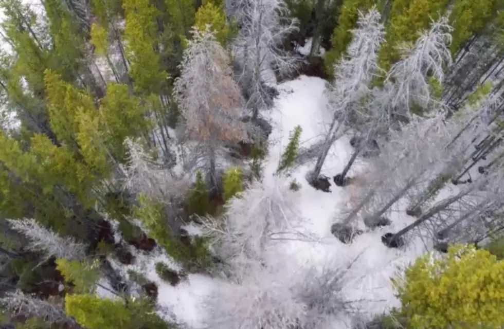 Pine Beetles in Montana, the &#8220;Life of Pine&#8221; [WATCH]