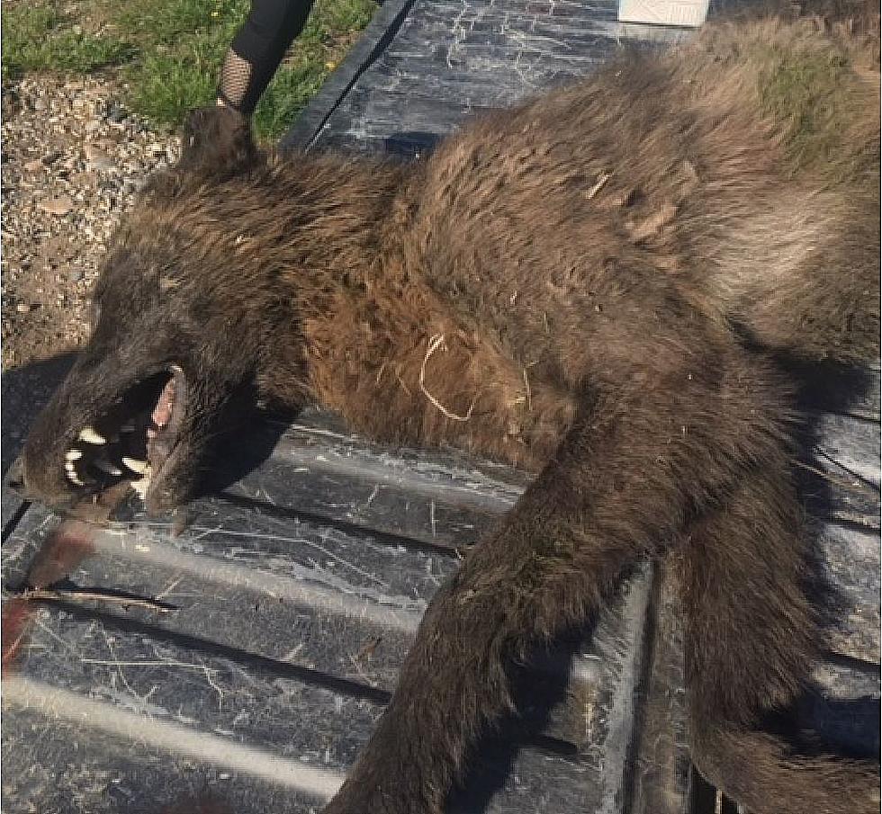 Mysterious ‘Wolf-Like’ Animal Killed in Montana