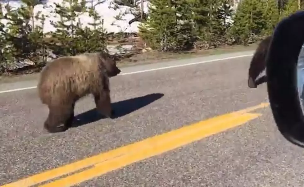 Don't Do This in Yellowstone National Park [WATCH]
