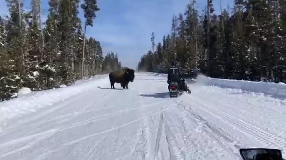 Don't Do This When Snowmobiling in YNP
