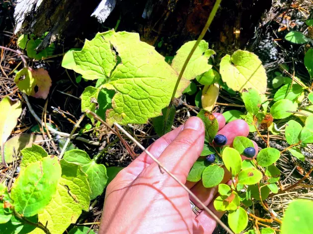 Huckleberry Season Is Here, Now Go Find Your Own
