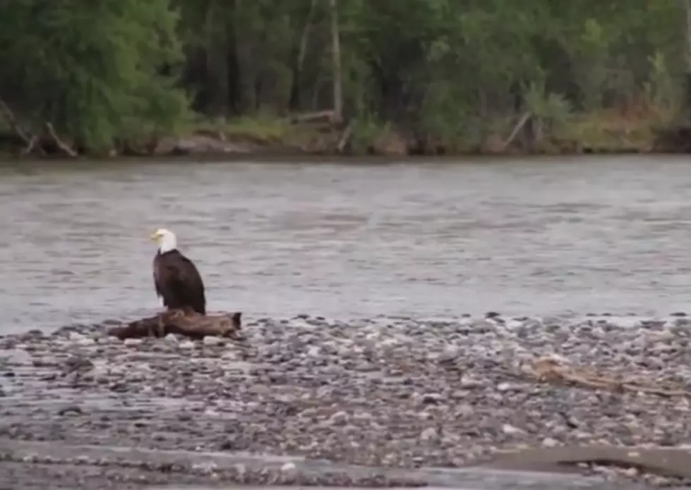 A Moment of Zen: Bald Eagle Chillin’ on the Yellowstone River
