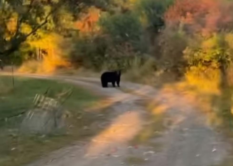 Montana Bears: 3 Fall Things You Must Do To Save Their Butts