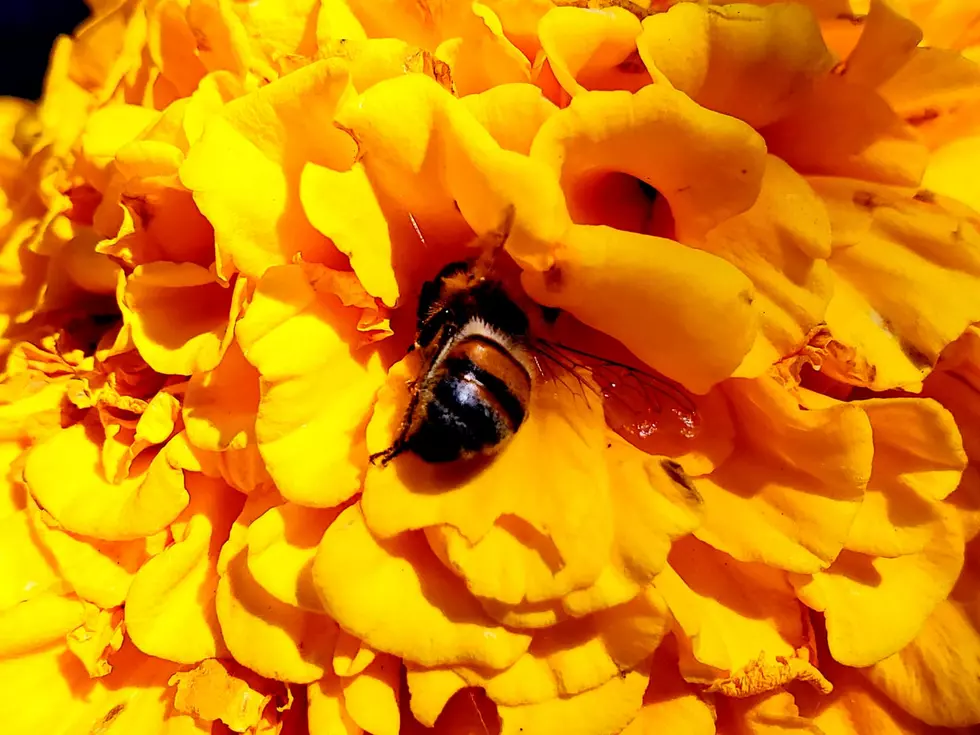 Learn About Bee Friendly Gardens in Montana at Cashman Nursery