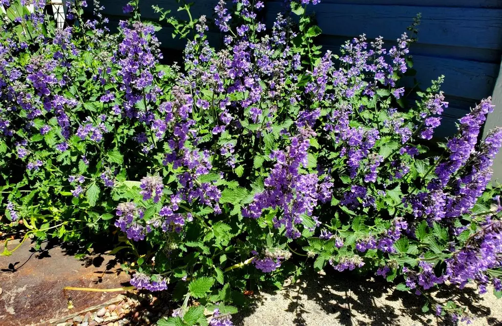 Montana Gardening: Cat Mint is Your Gorgeous Perennial