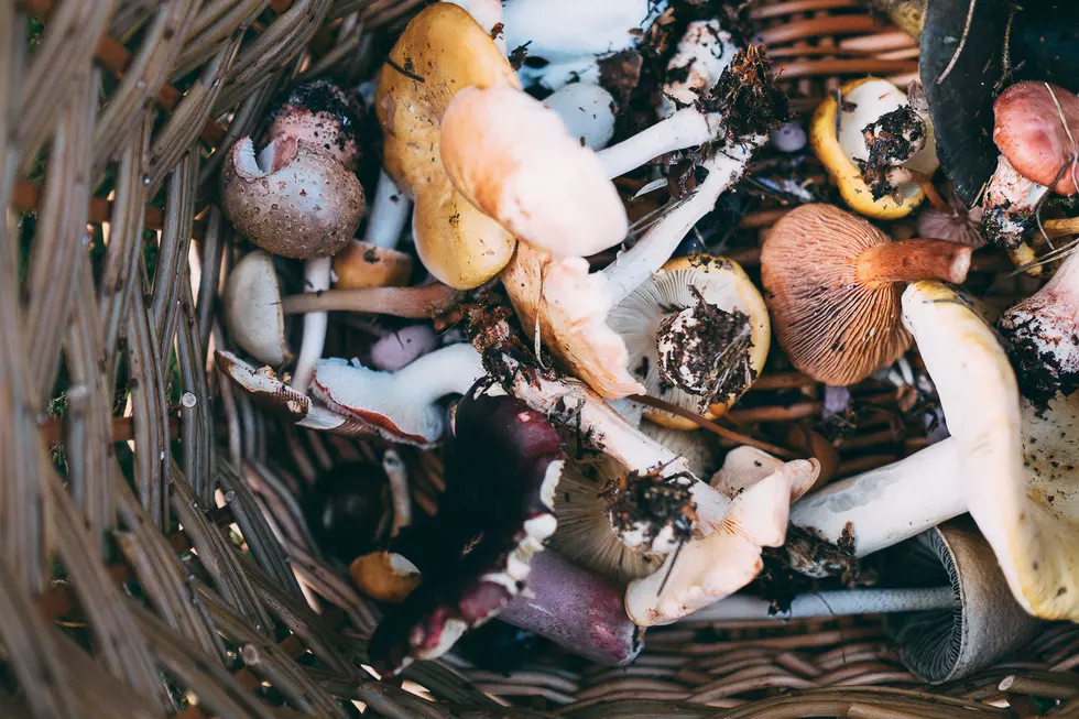 7 Great Resources for Montana Foraging and Mushroom Hunting