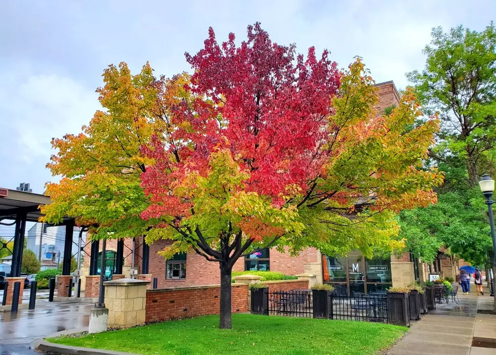 Montana&#8217;s Amazing Technicolor Tree: Can You &#8220;Beleaf&#8221; the Autumn Colors?