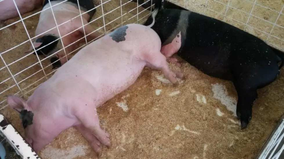 Check Out My Daughter&#8217;s Prize Pig at the Benton Franklin Fair!