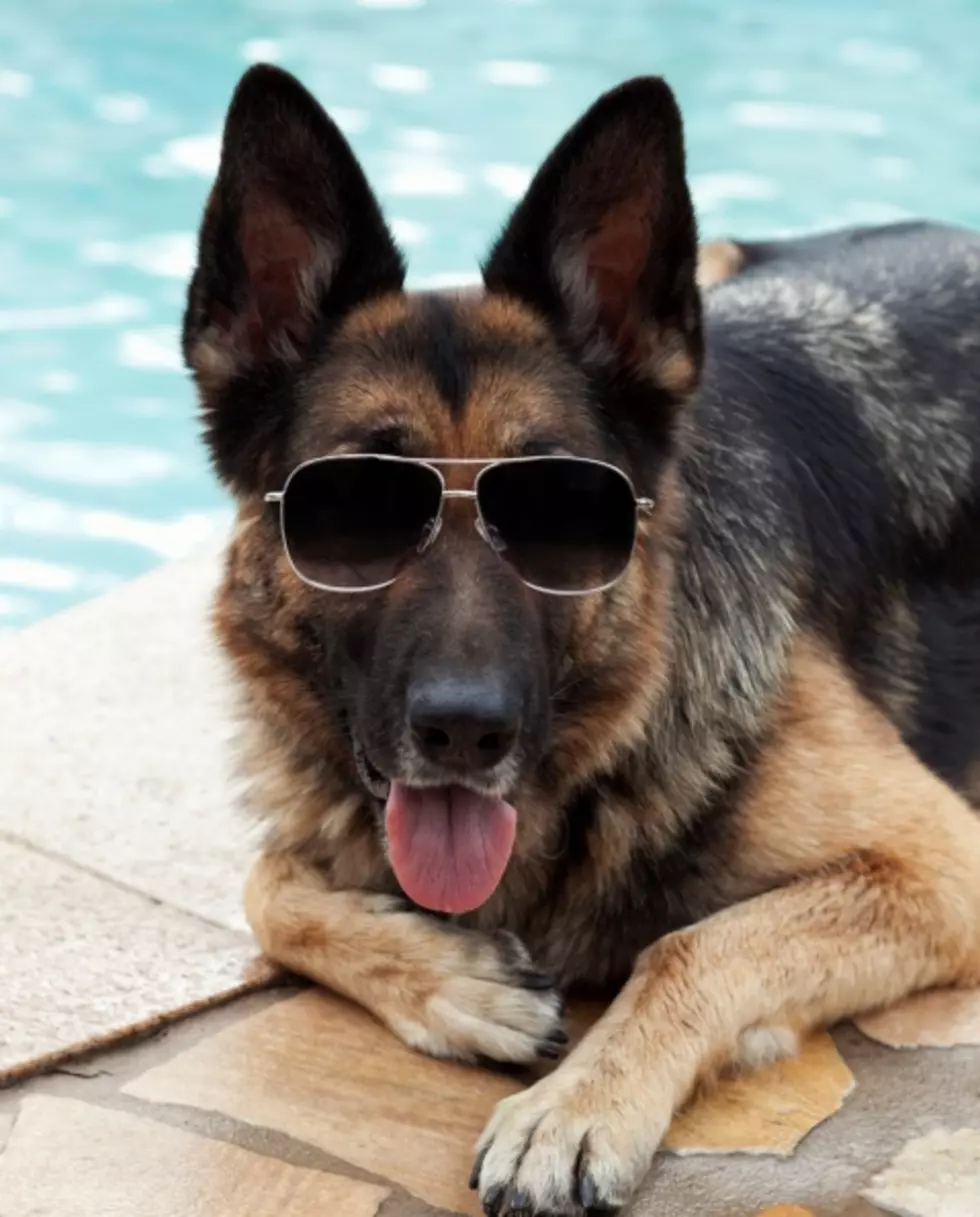 Watch Shelby the German Shepard Sing Along To &#8216;Animals&#8217; By Maroon 5
