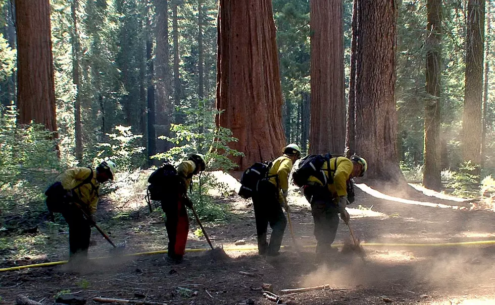 Forest Service to Hire 1000 Workers In WA & OR Apply NOW