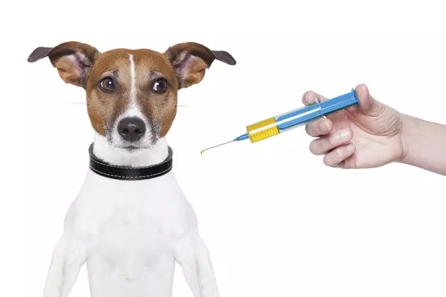 2 New Dog Flu&#8217;s Found in WA State-See What You Should Know!