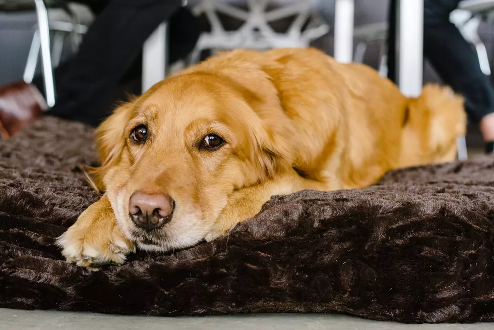 The Perfect Dog Bed! Faith Martin &#8216;Cocosbed&#8217; Product Review [VIDEO]