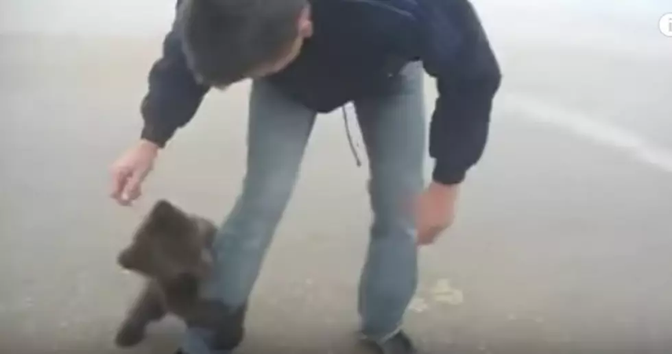 Cute Baby Bear Cub Tries to &#8216;Attack&#8217; Unsuspecting Man! [VIDEO]