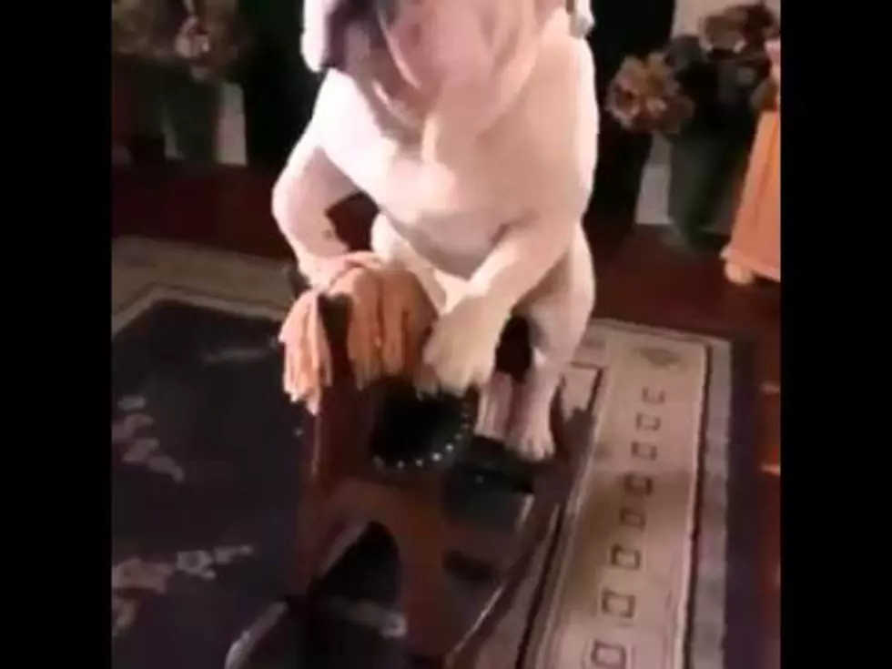 Funny Bulldog Rides a Rocking Horse All By Himself! [VIDEO]