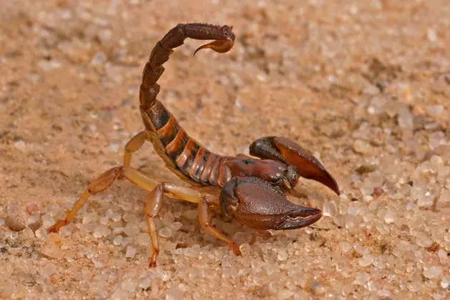 Did You Know We Had These? &#8211; Native Scorpions That Only Come Out At Night!
