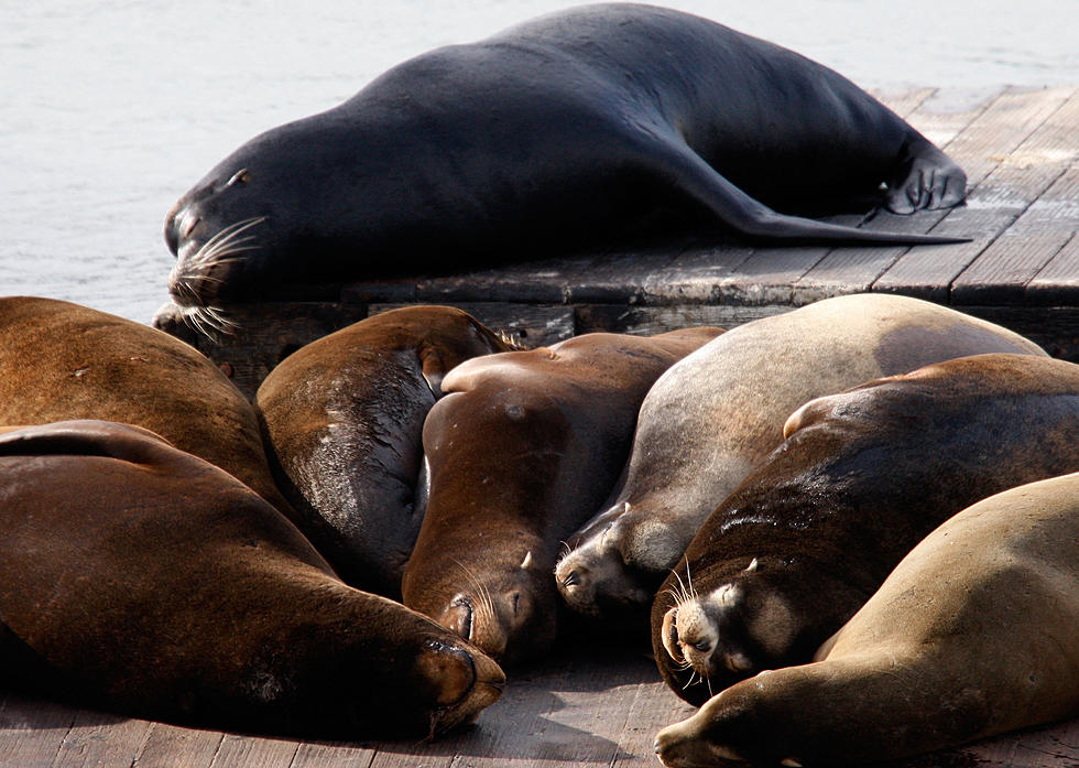 States Hoping Native Americans Can Kill Sea Lions in Columbia River