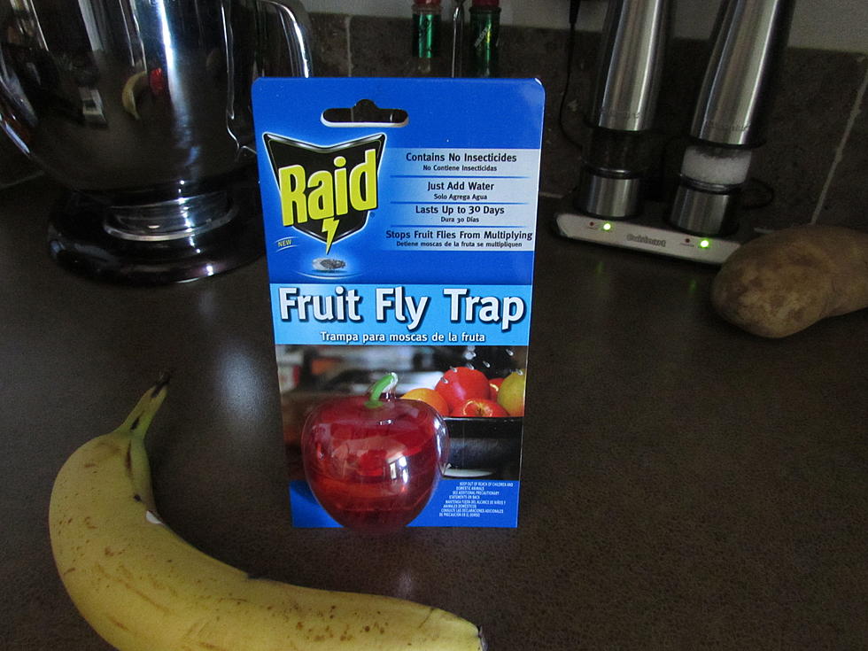 Fruit Fly Trap! Does It Work?