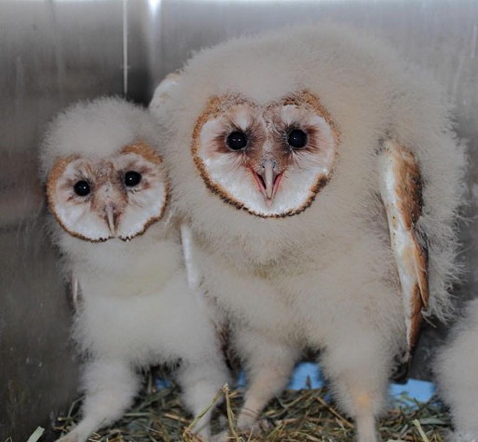 Local Group Needs Help Feeding 100’s of Baby Owl’s