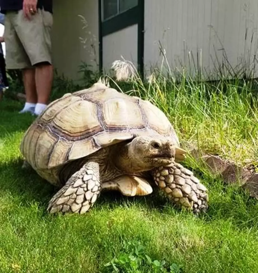 Tortoise Leads Kennewick Police on a Slow Speed Chase…