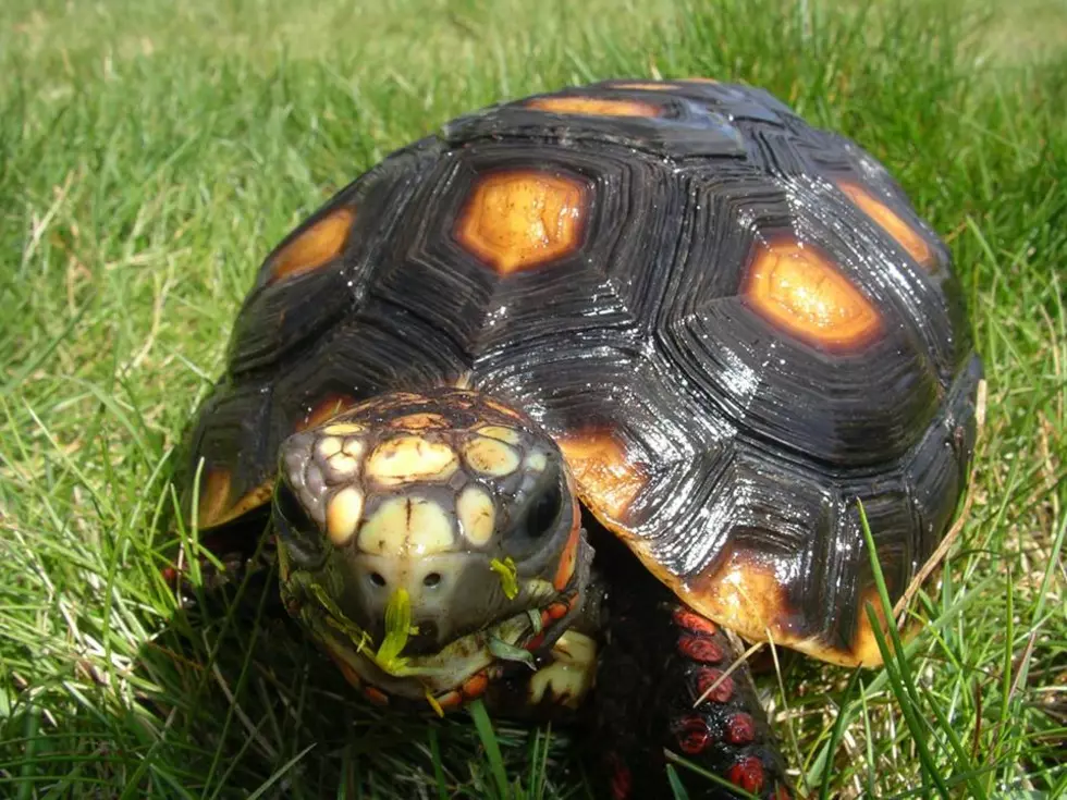 Mid Columbia Libraries Invite You to Tortoise Day