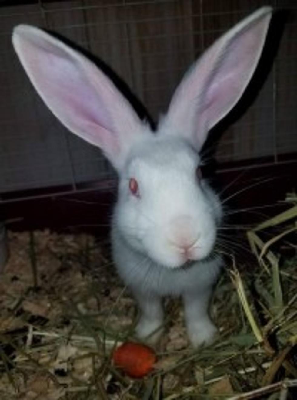 Have You Seen This Bunny? Help Bring Him Home