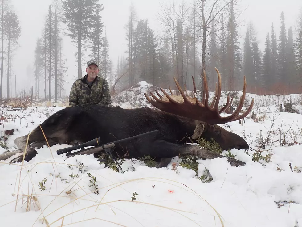 Washington Hunter Nabs a Record-Breaking Moose in Ferry County