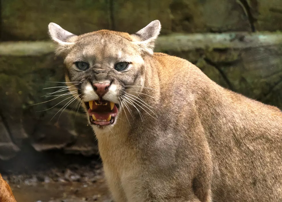 Super Mom Rescues Son From Cougar, Pries Jaw Open With Her Bare Hands