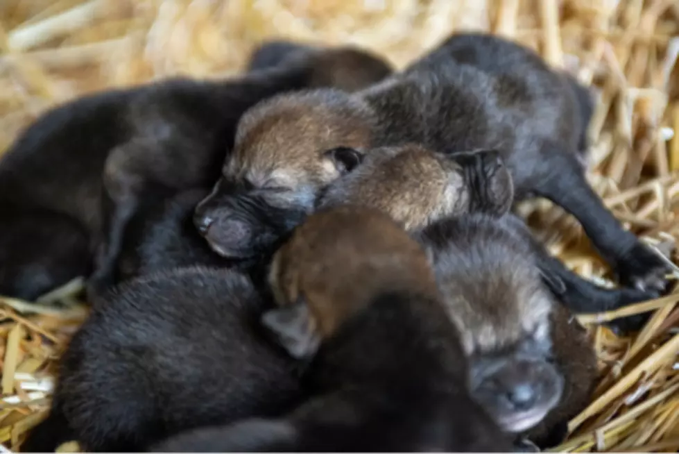 Help Name Endangered Red Wolf Pups Born at Zoo