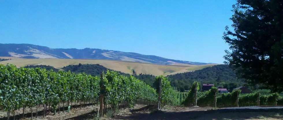 Walla Walla Needs Your Vote To Win Best Wine Region in the USA