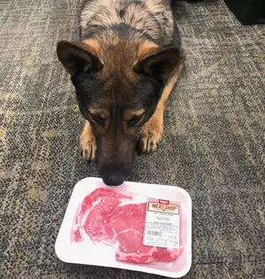 He&#8217;s A Good Boy! K-9 Cop Enjoys Steak After Scuffle