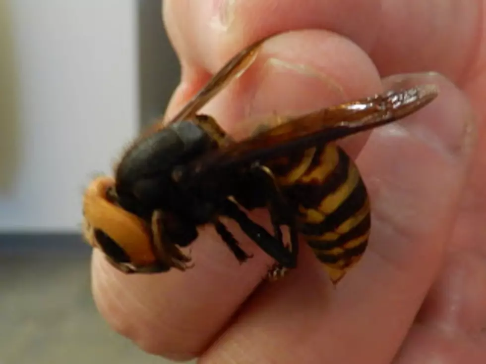 Giant Asian Hornet Found in Washington and It's Hungry!