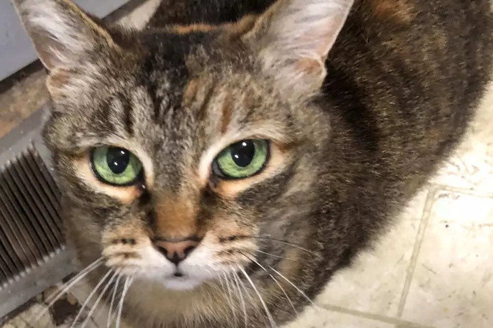 Wet Nose Wednesday: Abandoned Kitty Needs Home
