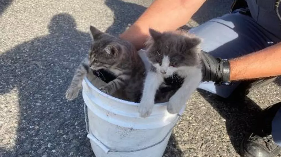 Washington State Troopers Rescue Live Kittens From Blue Bridge