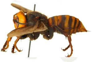 Uh-Oh! More Murder Hornets Spotted in Washington State