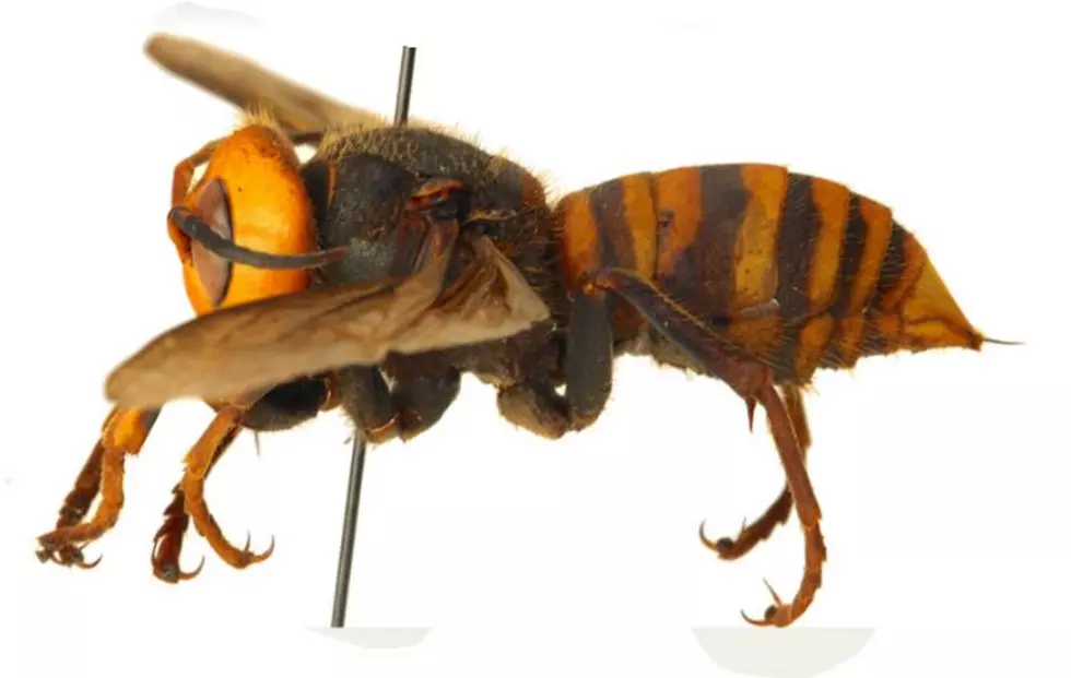 Uh-Oh! More Murder Hornets Spotted in Washington State