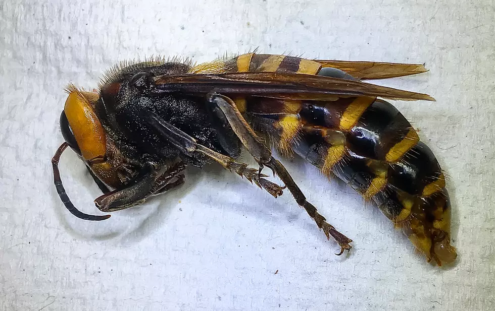 Confirmed! Murder Hornet Trapped in WA&#8230;