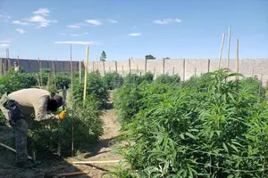 Marijuana Bust in Burbank