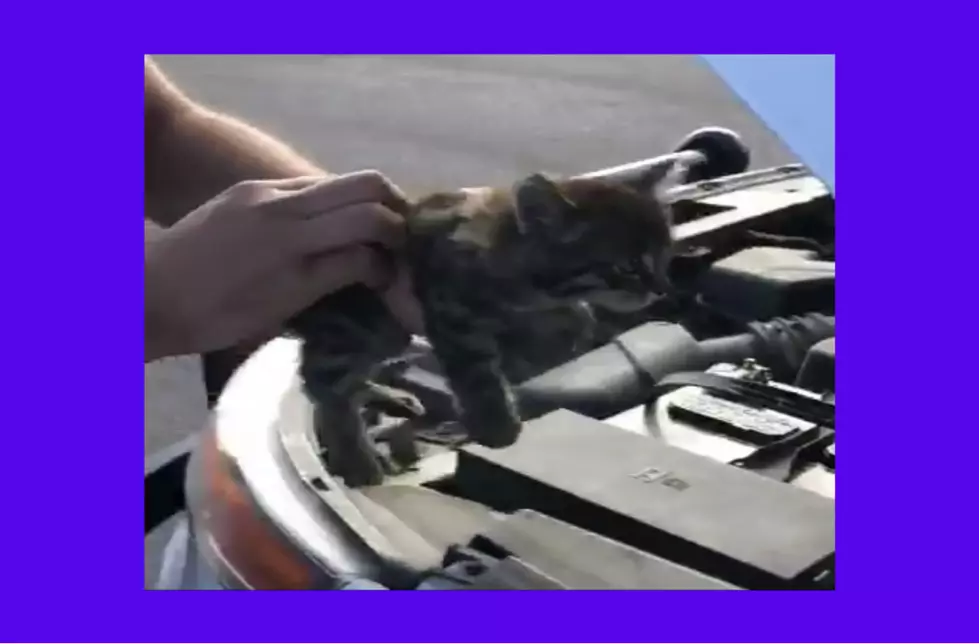 Kitten Survives Days in WSP Trooper’s Engine