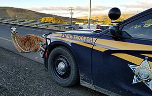 Oregon State Trooper Wrangles Loose llama [PHOTO]