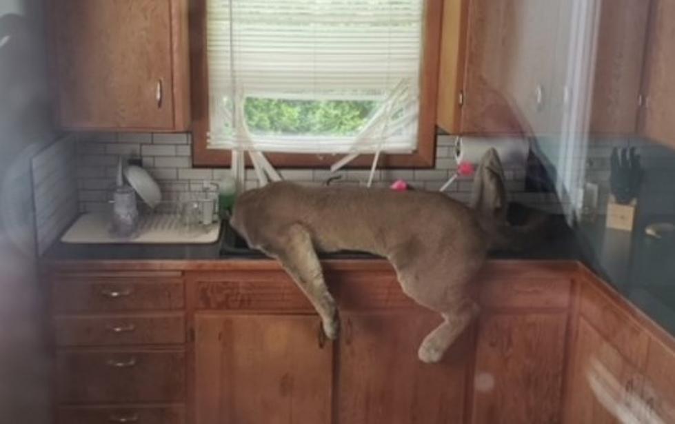 Cougar Caught in Ephrata Homeowner's Kitchen [VIDEO]