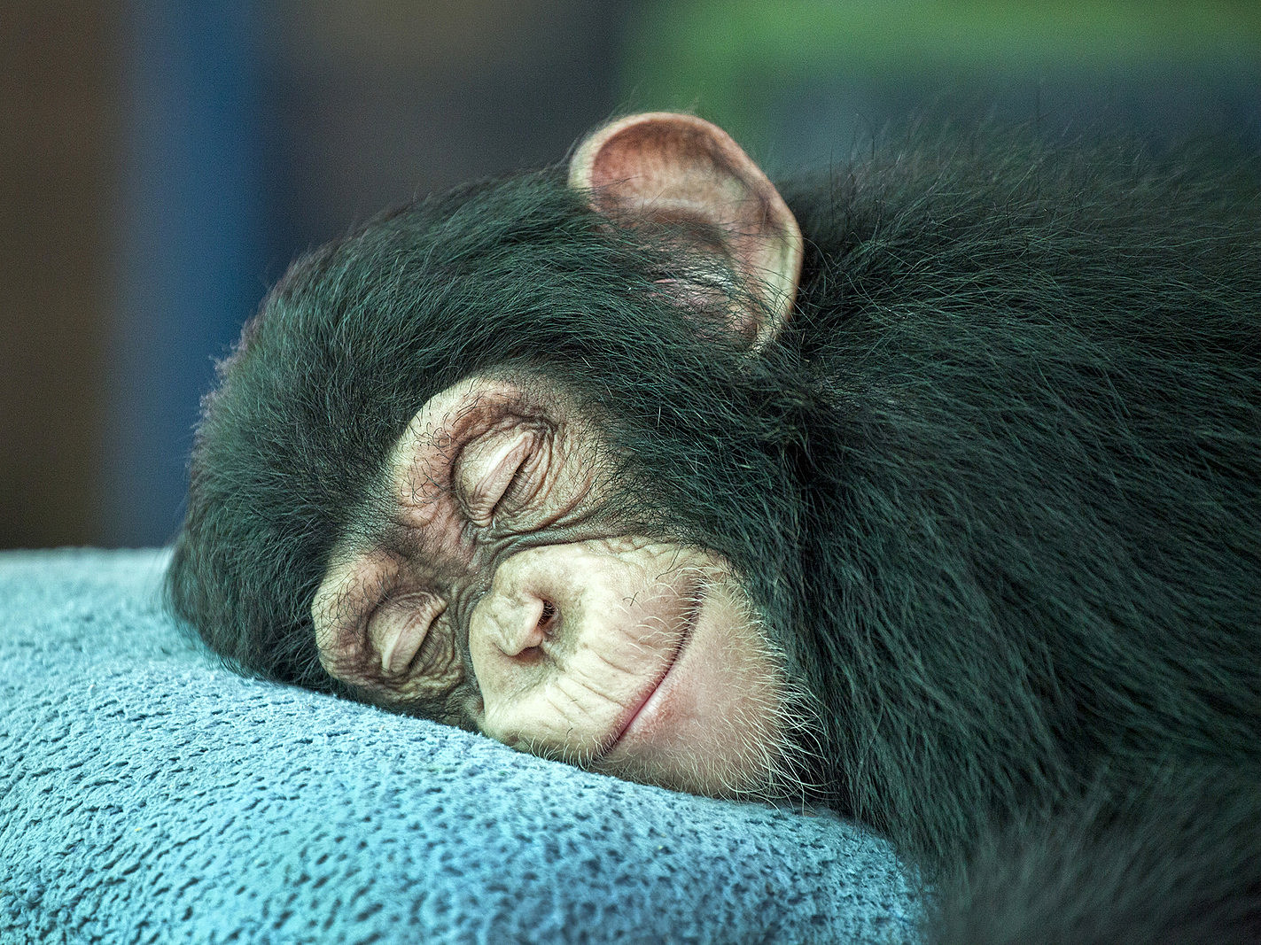 обезьянка спит картинки