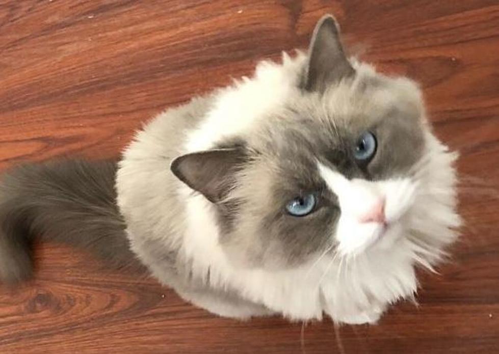 Cat With the Bluest Eyes Needs To Find a “Fur-Ever” Home [PHOTOS]