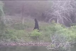 New Washington Bigfoot Sighting Questioned As Hoax [PHOTO]