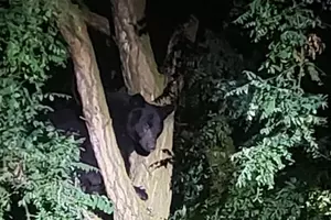 Walla Walla Resident Shockingly Finds Bear in Her Yard Up A Tree!