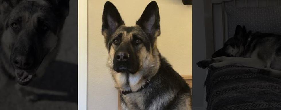 Beautiful German Shepard Up For Adoption on Wet Nose Wednesday