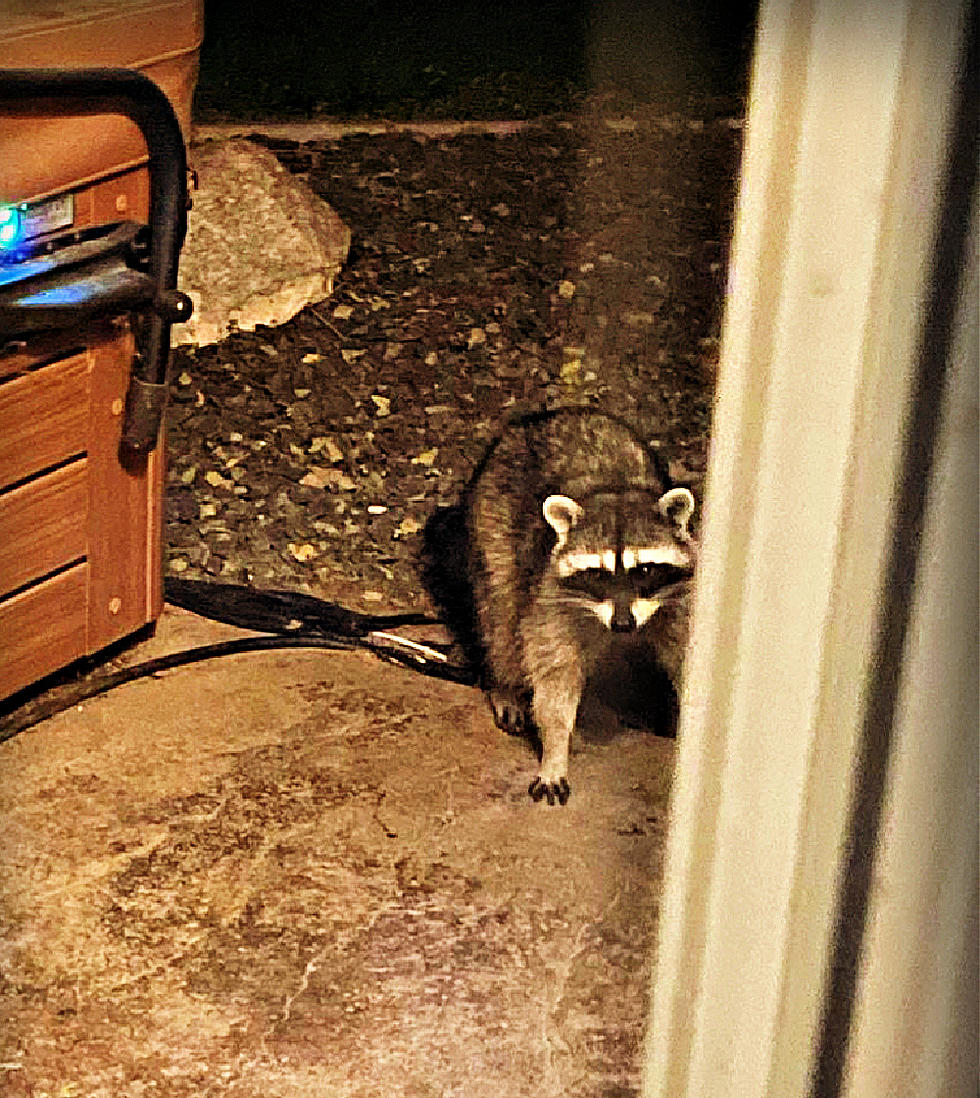 Secure the Pet Food, Raccoons are Hungry in Horn Rapids 