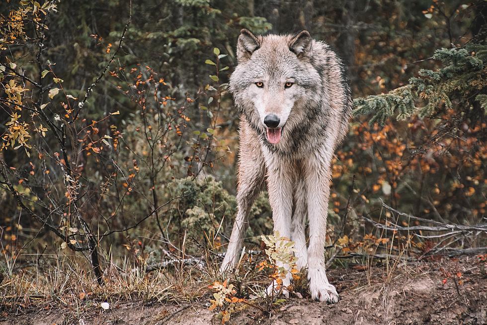 8 Wolves are Dead in Oregon, State Police Searching for Suspects