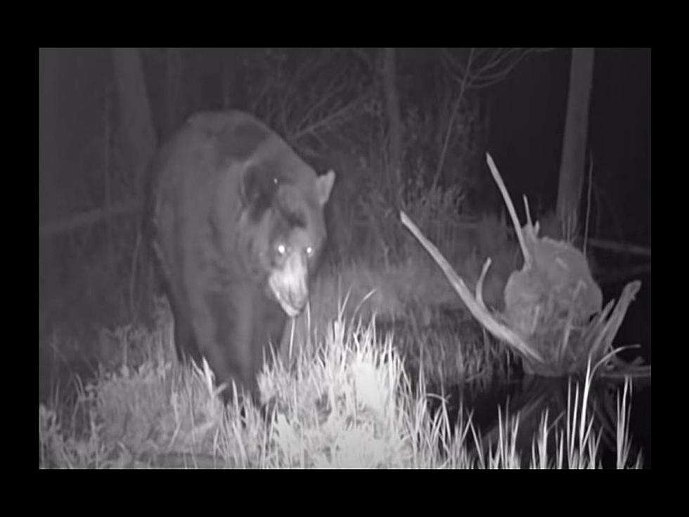 Snoqualmie Wildlife Crossing Camera Shows Stunning Animal Life