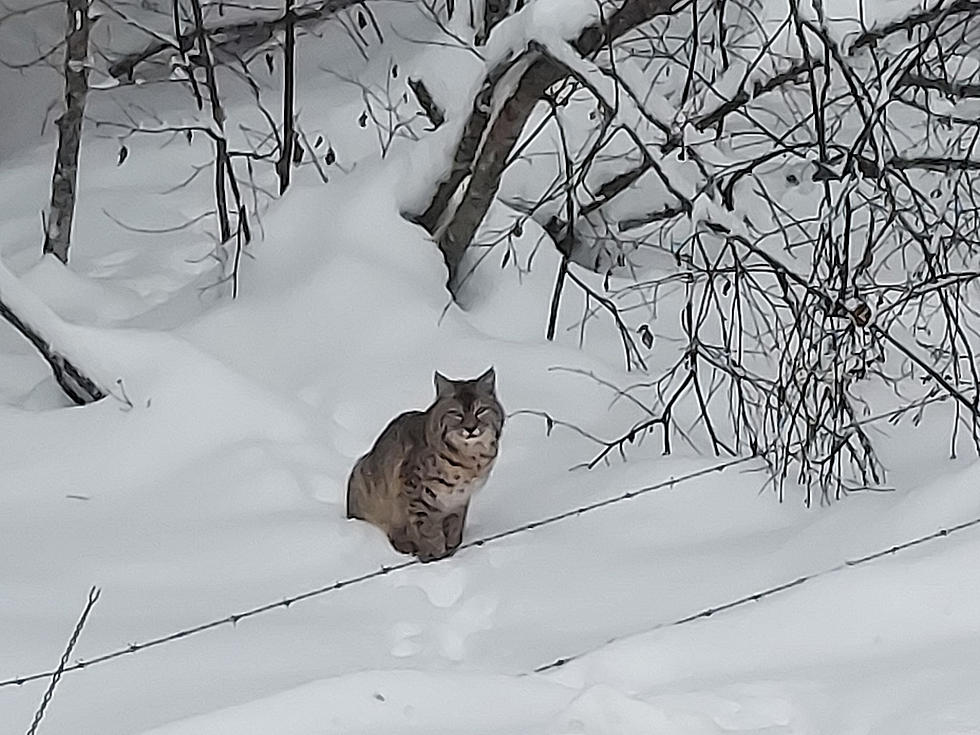 Beautiful Bobcat Sighting in Washington Caught on Camera Near Colville